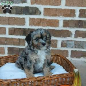 Crystal, Cavapoo Puppy